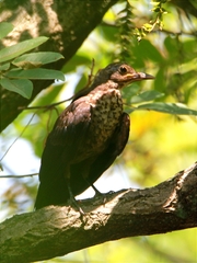 Turdus mandarinus
