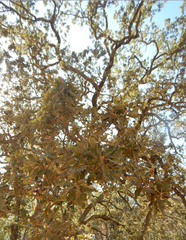 Quercus douglasii