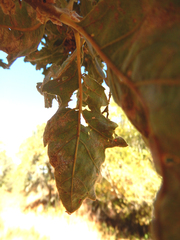 Quercus douglasii