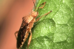 Rhopalus sapporensis
