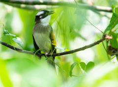 Pycnonotus sinensis formosae