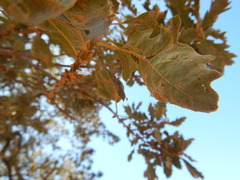 Quercus douglasii