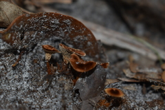 Coltricia cinnamomea