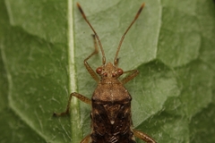 Rhopalus sapporensis