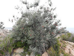 Melaleuca velutina