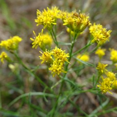 Euthamia caroliniana