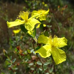 Hypericum tetrapetalum
