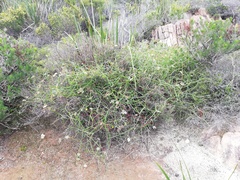 Platysace compressa