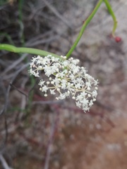 Platysace compressa