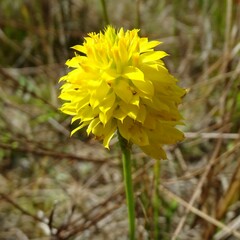 Polygala rugelii