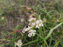 Platysace compressa