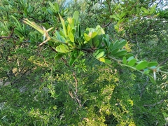 Vachellia rigidula