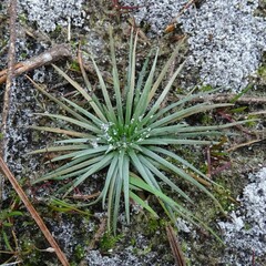 Syngonanthus flavidulus