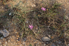 Centaurea arenaria