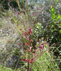 Trichostema suffrutescens