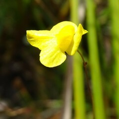 Utricularia subulata