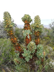 Hakea victoria