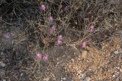 Centaurea arenaria
