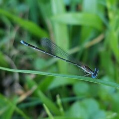 Nehalennia pallidula