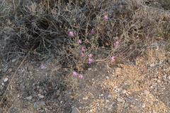 Centaurea arenaria