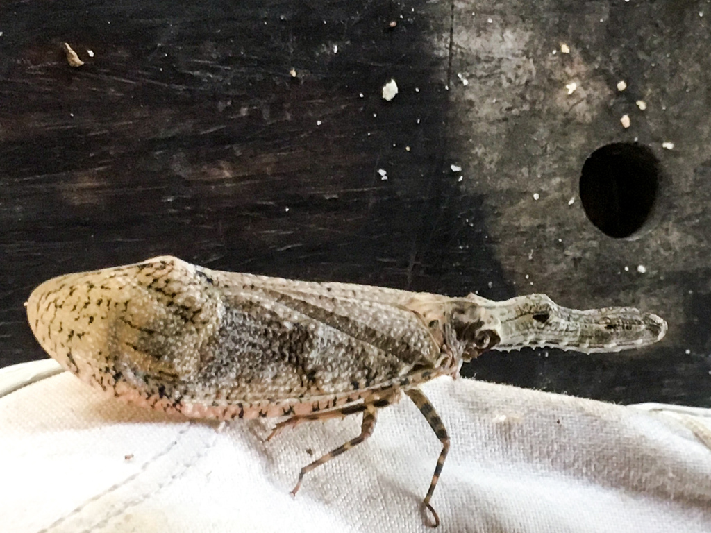 Fulgora crocodilia