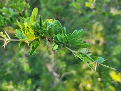 Vachellia rigidula