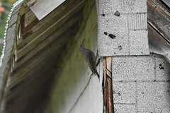 Colaptes auratus luteus × cafer