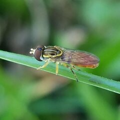 Toxomerus floralis