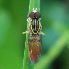 Toxomerus floralis