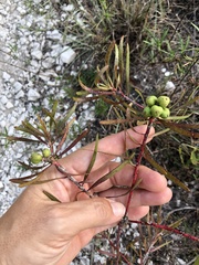 Stillingia texana