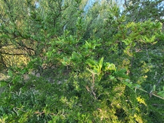 Vachellia rigidula