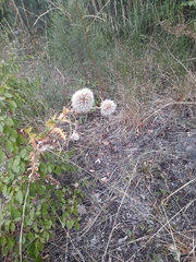 Echinops sphaerocephalus