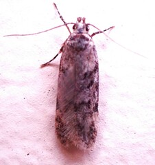 Gelechiini