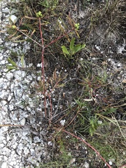 Stillingia texana