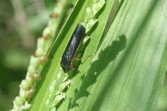 Homalodisca insolita