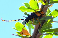 Dendrobias mandibularis