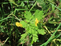 Chelidonium asiaticum