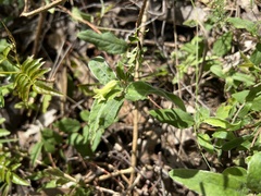 Billardiera mutabilis