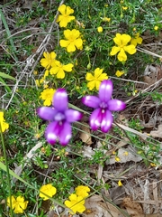 Elythranthera brunonis