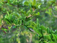 Vachellia rigidula