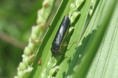 Homalodisca insolita