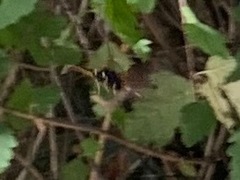 Urocerus californicus