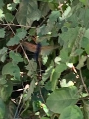 Urocerus californicus