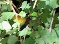 Urocerus californicus