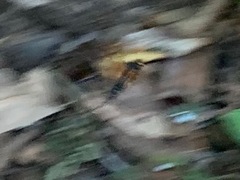 Urocerus californicus