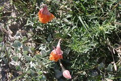Oenothera lavandulifolia