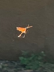 Urocerus californicus