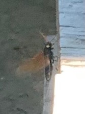 Urocerus californicus