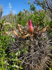 Eriosyce nigrihorrida