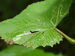 Phyllocnistis vitegenella